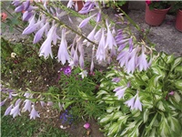 b9a75aa8-Picture 010.jpg